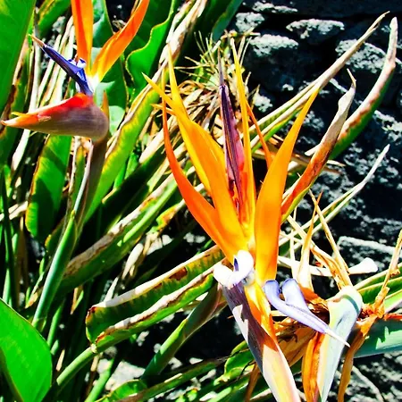 Isla De Lobos Oceanview * Playa Blanca (Lanzarote)